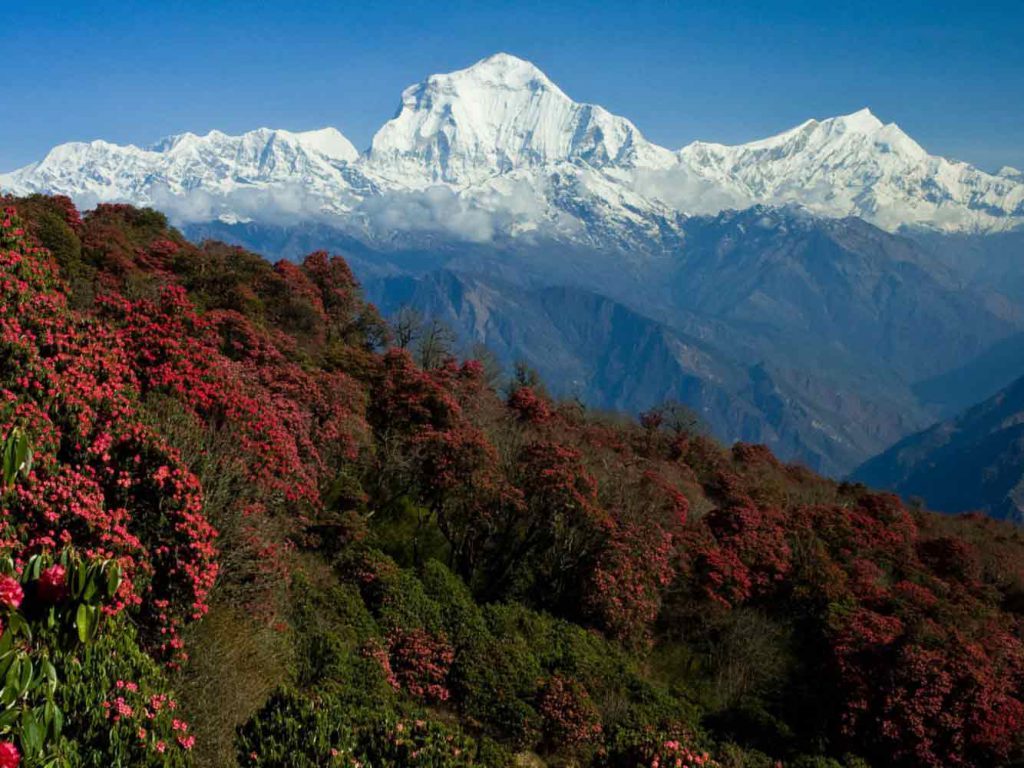 Ghorepani Poonhill Trek