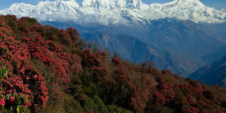 Ghorepani Poonhill Trek
